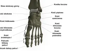 Anatomia stopy: kości skokowa, piętowa, łódkowata, sześcienna, klinowate, śródstopia i paliczki.