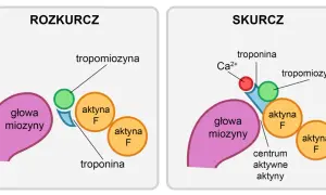 Schemat pokazuje mechanizm skurczu mięśnia: w rozkurczu tropomiozyna blokuje aktywne miejsca aktyny, a w skurczu jony wapnia odsuwają tropomiozynę, umożliwiając wiązanie głowy miozyny.