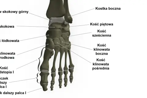 Anatomia stopy: kości skokowa, piętowa, łódkowata, sześcienna, klinowate, śródstopia i paliczki.