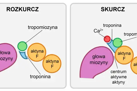 Schemat pokazuje mechanizm skurczu mięśnia: w rozkurczu tropomiozyna blokuje aktywne miejsca aktyny, a w skurczu jony wapnia odsuwają tropomiozynę, umożliwiając wiązanie głowy miozyny.