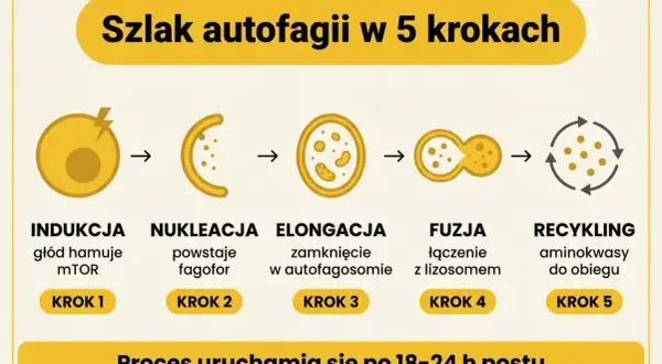 Schemat przedstawia 5 kroków szlaku autofagii: indukcja, nukleacja, elongacja, fuzja i recykling. Proces ten uruchamia się po 18-24 h postu.
