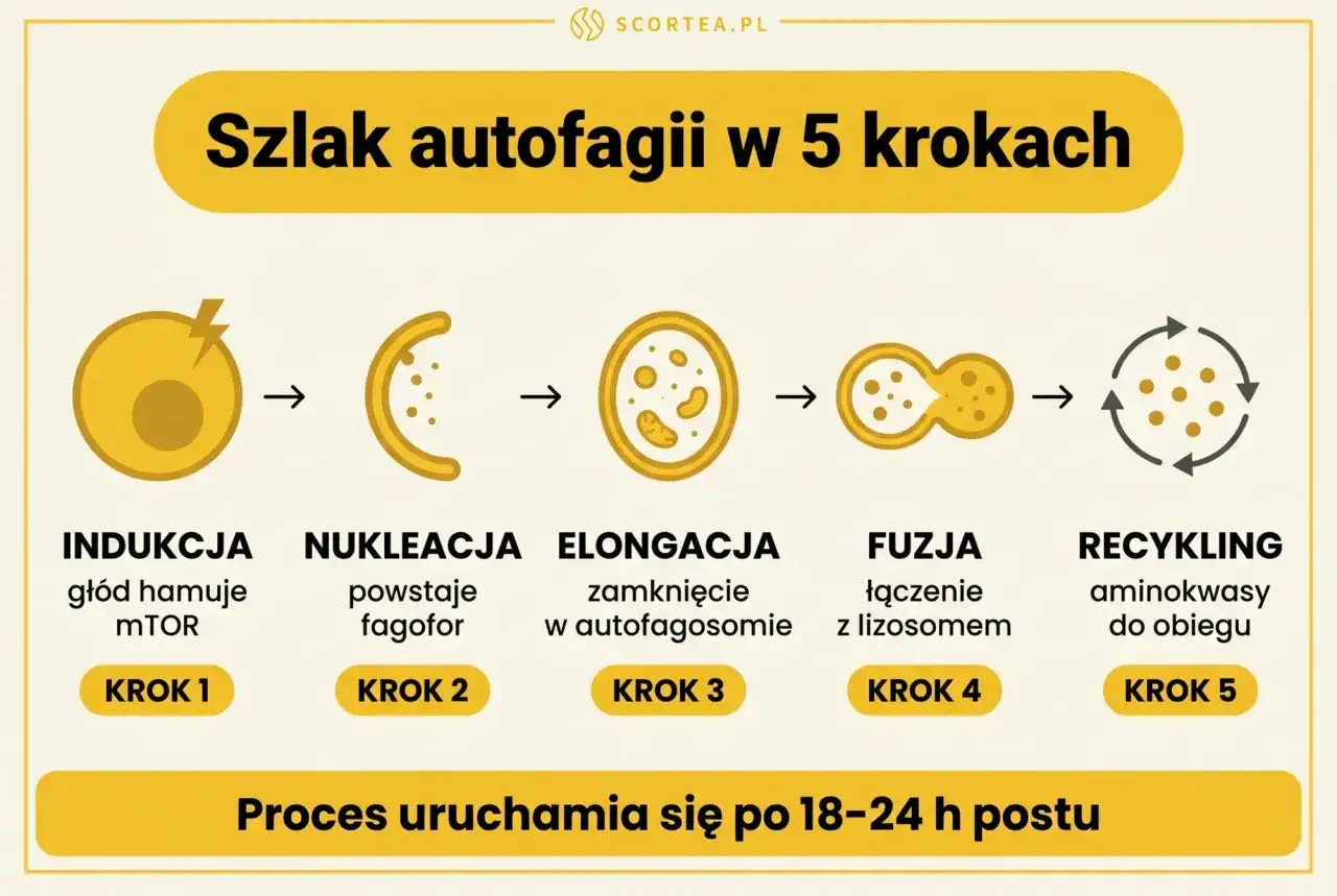 Schemat przedstawia 5 kroków szlaku autofagii: indukcja, nukleacja, elongacja, fuzja i recykling. Proces ten uruchamia się po 18-24 h postu.