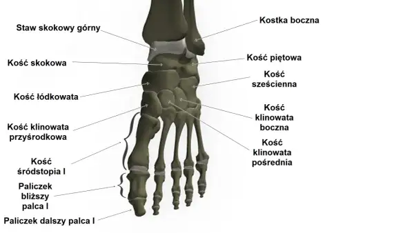 Anatomia stopy: kości skokowa, piętowa, łódkowata, sześcienna, klinowate, śródstopia i paliczki.