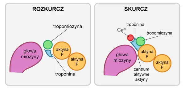 Schemat pokazuje mechanizm skurczu mięśnia: w rozkurczu tropomiozyna blokuje aktywne miejsca aktyny, a w skurczu jony wapnia odsuwają tropomiozynę, umożliwiając wiązanie głowy miozyny.